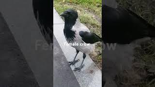 Молодая ворона доверяет мне / Female crow trusts me