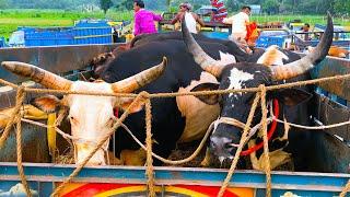 cow unloading, cow videos, cow video, animal, big cow, goru hamba cow, Ep-103