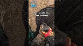 Calm Baby Seal Rescued #shorts