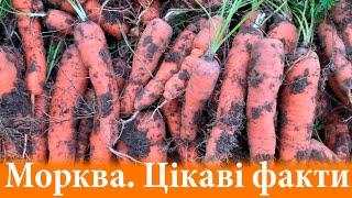 7 цікавих фактів про моркву! Цікаві факти про моркву! А ви знали це про моркву? Морква цікаві факти