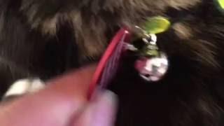 Best collar, tag & non-GPS tracker for cats - Kitty Charm School