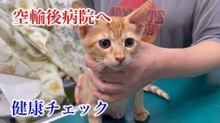 【行き場のない子猫14匹を空輸】羽田から病院へ直行しました（病院編②）