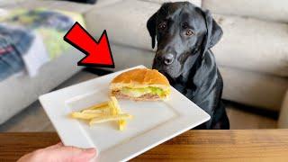 LABRADOR TRIES IN N OUT BURGER FOR THE FIRST TIME!!