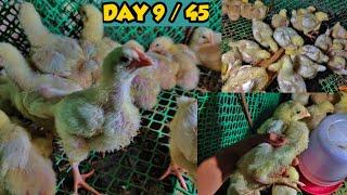 MGA TIPS SA PAG AALAGA NG BROILER BILANG ISANG BACKYARD RAISER | DAY 9 / 45 | 45 DAYS TIPS