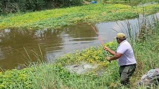 Fabulous Catching Big Catfishes & Tilapia in Village Pond|Small Single Hook fishing video in Pond