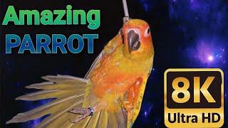 Funny Parrot Videos Compilation | Parrot 4K Videos