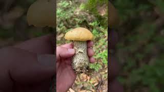 Mushroom season has opened #mountains #travel #relax