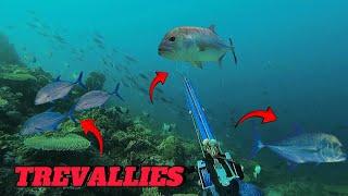 ELUSIVE BLUE FIN TREVALLY || SPEARFISHING PHILIPPINES || GIANT TREVALLY! 