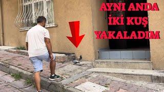 Sokakta Kaçak Güvercin Yakaladım ( Mavi Mardin Eski Soy )