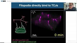 How to fit in - Mechanics of cell integration in vivo. A lecture by Jakub Sedzinski  at UCPH