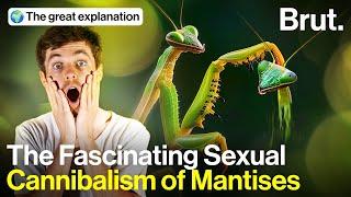 The Fascinating Story of the Mantis