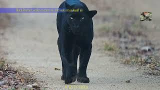 Rare wild Black Panther sighted in Kabini Wildlife safari | Leopard head on | Black Panther 4K film