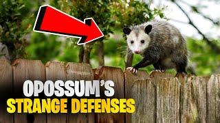 True Facts: Why Opossums Are Nature’s Ultimate Survivors