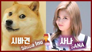 트와이스 사나는 왜 시바견과 닮았을까? (Feat. 성형외과 전문의)