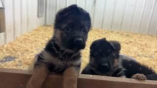 More West German Show line GSD’s