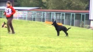 Vrisco Niox - MM MSKS 2013 - obedience