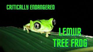 Searching for the Critically Endangered Lemur Tree Frog