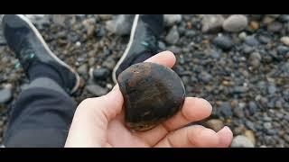 Yachats Agate - Oregon Rockhounding