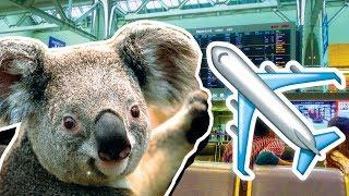 How To Fly With An Emotional Support Animal: Koala Edition