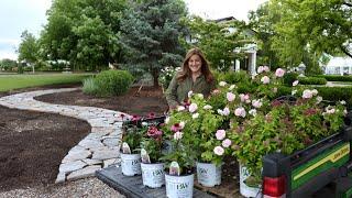 Planting Pink-Blooming, Full Sun Loving Plants!  // Garden Answer