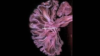 NEUROSURGERY.#fypyoutube #studywithme#motivation#study#fypシ゚viral#fyp #studyhard#studywithme#aiims