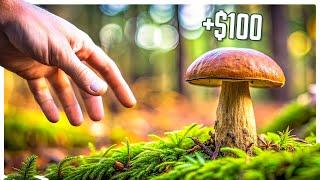 This Rare Mushroom is Going to Make Me RICH - Mushroom Season