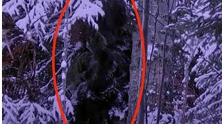 Bigfoot With Infant Spotted Near Banff National Park