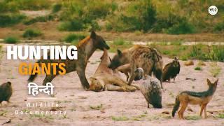 The Lions Rule, Part 2 - हिन्दी डॉक्यूमेंट्री | Wildlife documentary in Hindi