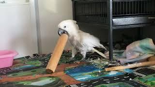 Cockatoo lures Mom away from the play space...