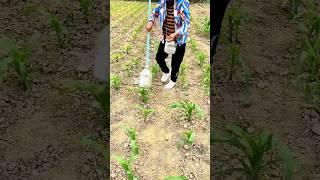 DIY corn fertilizing tool: Smart use of a big bottle for precise feeding without touching the roots