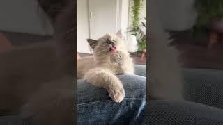 Cleaning from 9 to 5 #kittenlove #ragdoll #catlover #kittenfun #catsofday #ragdoll_cats_of_tiktok