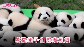 熊猫团子们群魔乱舞，好想加入其中啊！ These pandas are so cute.