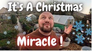 An Allotment Christmas Miracle