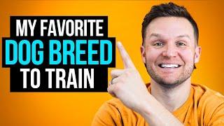 My favorite dog breeds to train as a dog trainer