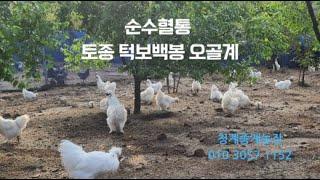 자연방사 토종 턱보백봉오골계, 청계 종계농장, 2024,11,5,