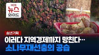 이러다 지역경제까지 망친다… 소나무재선충의 공습 / HCN경북방송