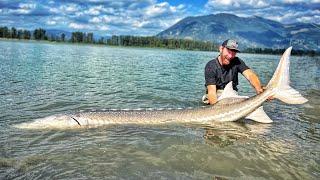 Ich fange den größten Fisch der Welt im Süßwasser!