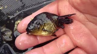 baby black ranchu