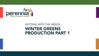 Getting into the Weeds – Winter Greens Production   Part 1