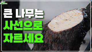 큰 나무에는 필수! 감나무 수고 낮추는 방법ㅣ감나무 정지전정ㅣ사선으로 자르세요