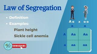 Law of segregation Explained with examples || monohybrid cross class 12 || Genetics