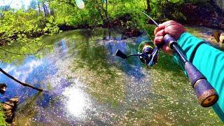 Fish RIPPING Drag In Tiny Creek!!! WHAT HAVE I HOOKED!?!