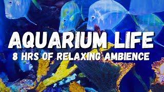 Aquarium Relaxing Water Sounds: 8 Hours Underwater Ambience ASMR