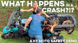 What happens to your DOG  in a MOTORCYCLE CRASH?