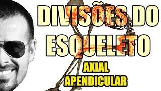 Sistema Esquelético/Ósseo - Divisões do Esqueleto: Esqueleto Axial e Apendicular - VideoAula 049