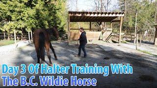 Day 3 Of Halter Training With The B.C. Wildie - Part 3