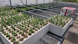 Dragon Spruce (Picea asperata) seedlings growing at TreeTime.ca in May