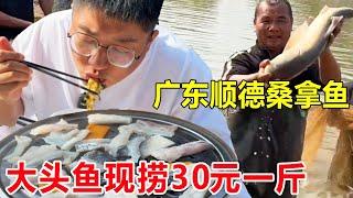 Guangdong Shunde sauna fish  big head fish now catch 30 yuan a kilo  steamed for 60 seconds to eat