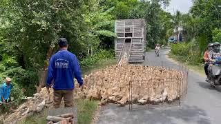 Transfert de canards dans les rizières de Chau Doc (Vietnam)