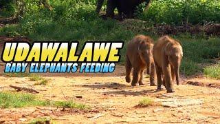 Baby Elephant Feeding: ELEPHANT TRANSIT HOME - Udawalawe - Sri Lanka (4k)